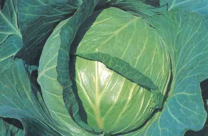 CABBAGE  SAMAG 65 F1